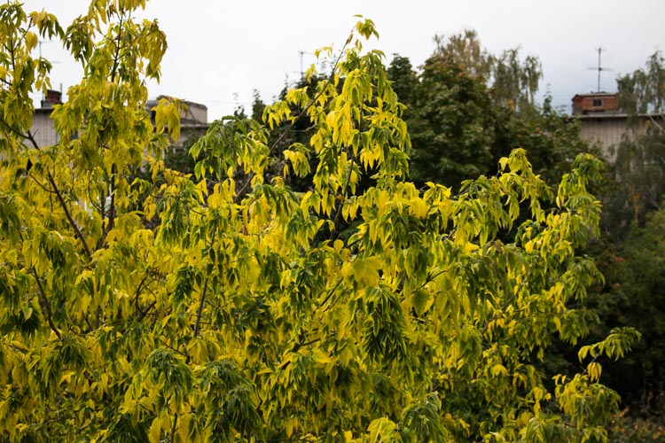 Дерево на Canon 18-55mm STM дерево canon 18-55mm stm