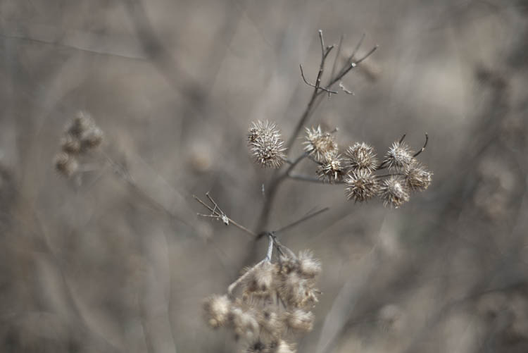 Боке объектива Nikon 50mm f/1.8D на открытой диафрагме боке nikon 50mm f/1.8